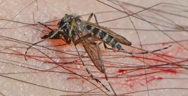 Sanidad alerta de las enfermedades que causan algunos mosquitos y garrapatas