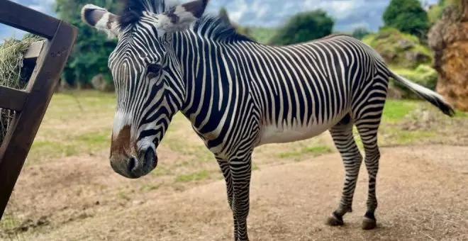 Silvestre, una nueva cebra macho de Grévy llega a Cabárceno