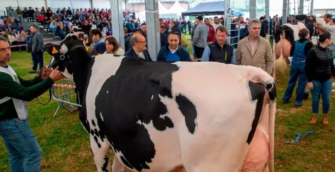 Éxito del concurso de vacuno frisón de San Antonio en Renedo con el doble de participantes que el año pasado