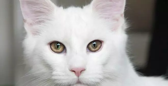 Cinco razas de gatos blancos que son preciosas