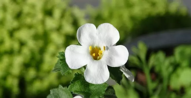 Bacopa: qué es y qué beneficios aporta