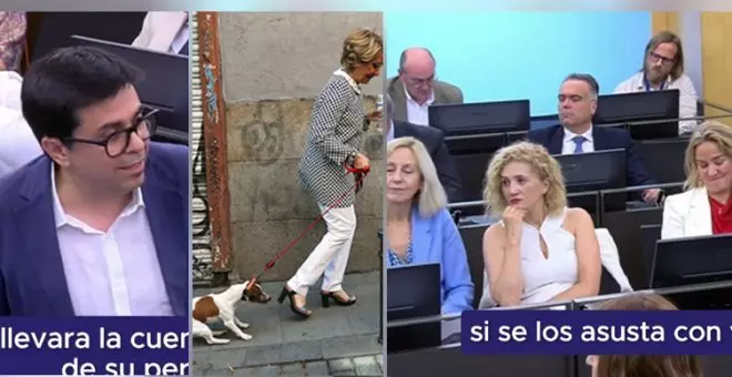 Pisarello pregunta al PP si defenderían que se lanceara a Pecas, el famoso perro de Aguirre, y les deja con esta cara