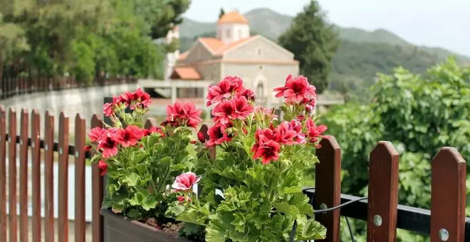 Petunias: guía práctica de cuidados