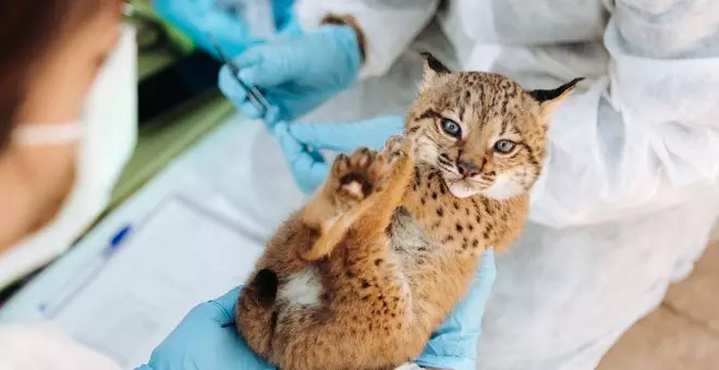 Éxito mundial en conservación: gran paso del lince a su salvación