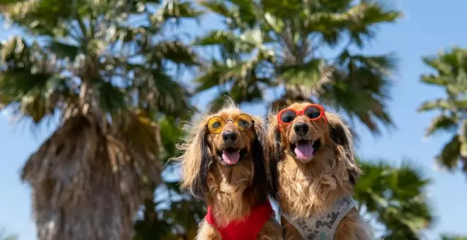 Diez trucos para que tu perro soporte mejor el calor