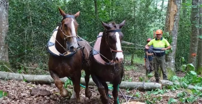 El proyecto Fortexval para generar biochar desarrolla en el Saja su primera prueba piloto con caballos de carga