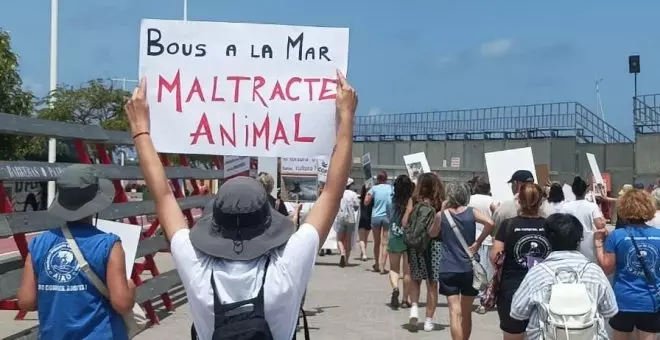 Lanzar toros al mar, una brutal práctica que los animalistas valencianos exigen suprimir