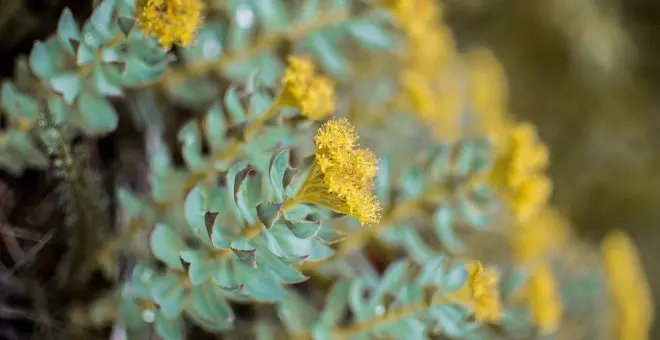 Rhodiola: propiedades y beneficios de esta planta