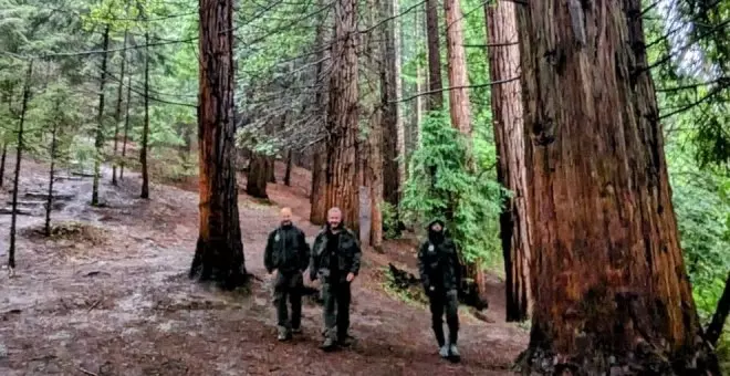 La "afluencia masiva de visitantes" está produciendo "la eliminación de la cubierta vegetal y el arrancado de cortezas" del Monte de Secuoyas de Cabezón