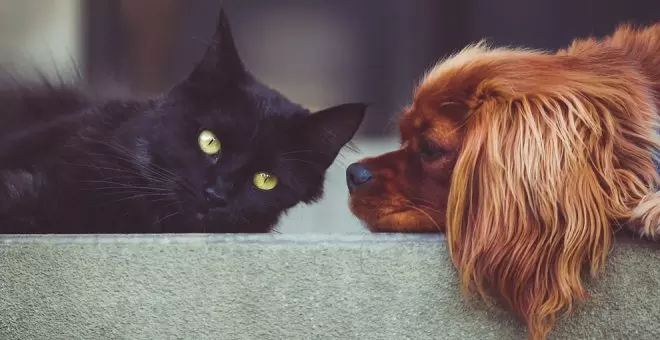 Así debes proteger a los animales de compañía ante las olas de calor