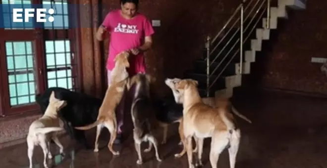 Decenas de perros rescatados conviven en un piso con una mujer en Bangalore