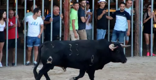 Acció Climàtica demana a les festes amb bous que desinsectin instal·lacions per controlar el virus de la llengua blava