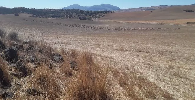 Las 1.100 cabras malagueñas de Jorge y el proyecto 'Secanos Vivos'