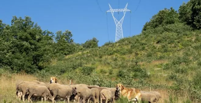 ¿Qué es Pastoreo en Red? Clave para la biodiversidad y el desarrollo rural