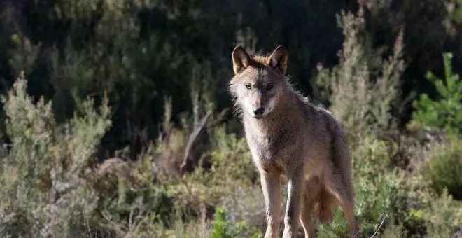 La Justicia europea contradice a Mañueco y sentencia que la caza del lobo ibérico en Castilla y León es ilegal