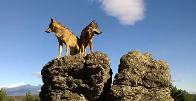 Cantabria "acepta" la sentencia de TJUE sobre el lobo aunque cree que se basa en datos "no reales"