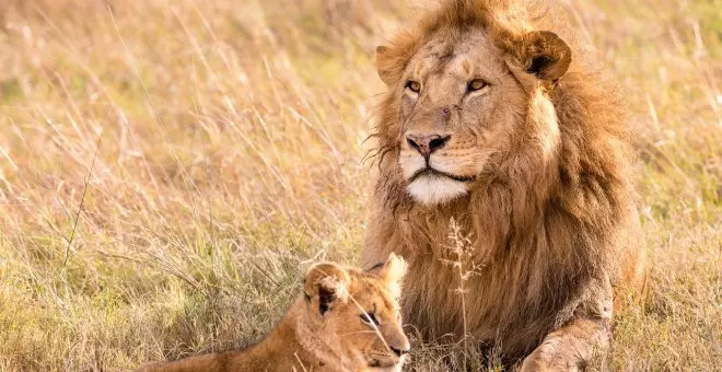 Cuántos años viven los leones