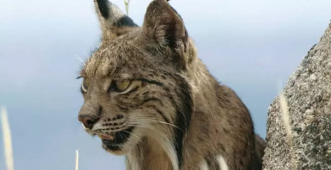 El lince ibérico reconquista sus tierras