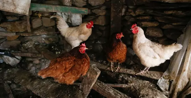 La Guardia Civil investiga a dos jóvenes por usar gallinas vivas como si fueran un balón de fútbol