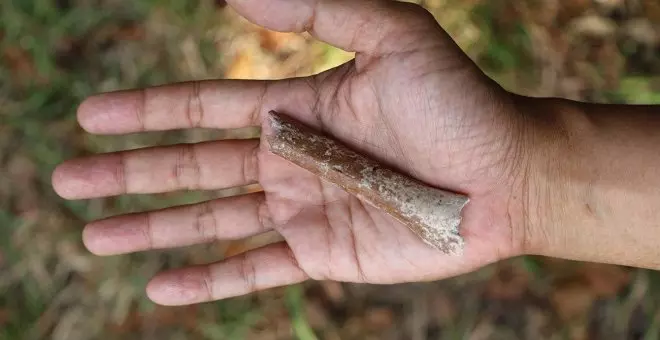 Un diminuto hueso de un brazo fosilizado da nuevas pistas sobre el origen del 'hobbit' de Flores