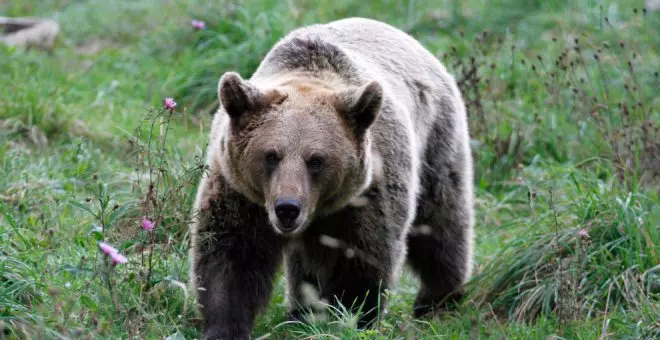 El oso pardo, un "activo económico" que puede ser un "complemento" para el turismo de Cantabria