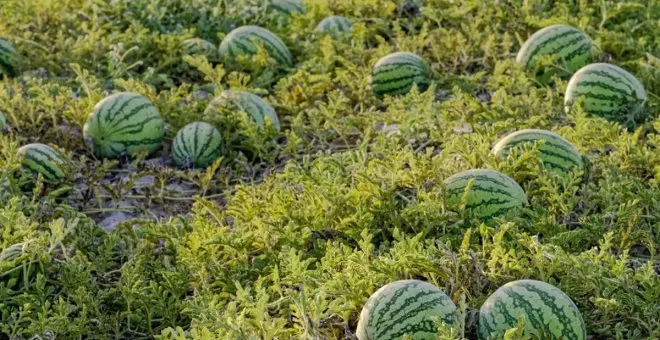 Accidente laboral en el campo: un trabajador de 35 años muere en un pueblo de Ciudad Real mientras recogía sandías