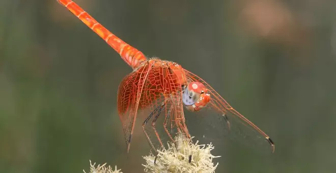 Invasión de insectos desconocidos por el cambio climático