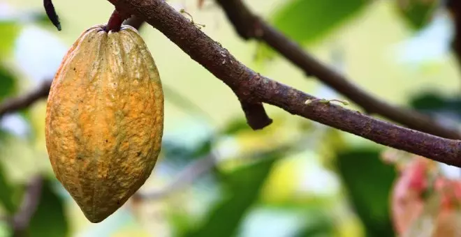 La crisis climática, la culpable del incremento del precio del chocolate