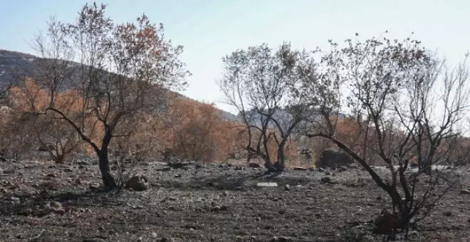 El coste ecológico de la guerra en el sur del Líbano