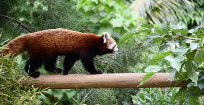 El Zoo de Barcelona acull una femella de panda vermell, una espècie en perill d'extinció