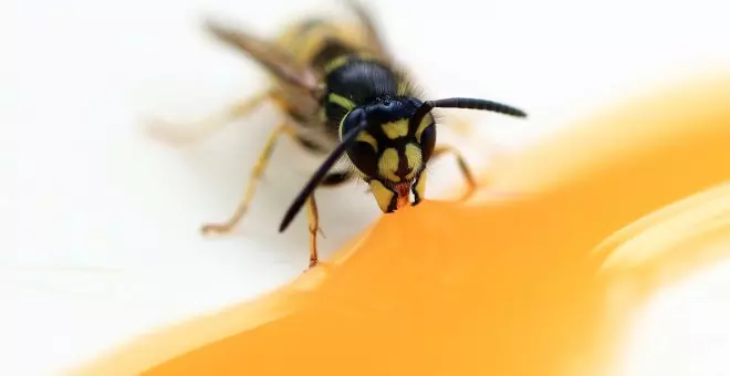 Qué diferencia hay entre una avispa y una abeja