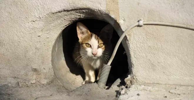 Las siete pícaras vidas de una gata