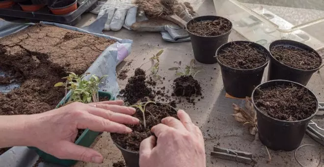 Cómo trasplantar plantas sin que sufran