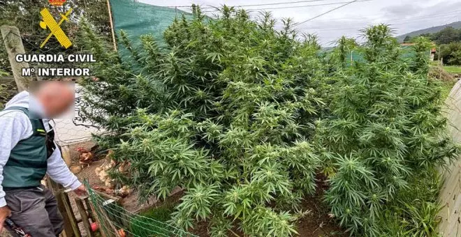 Detenida una pareja de Santiurde de Toranzo por cultivar marihuana en la huerta de su casa