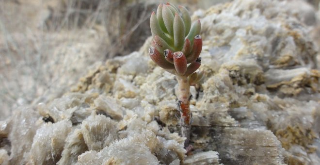 Golpe a la biodiversidad en el Mediterráneo hace 5,5 millones de años