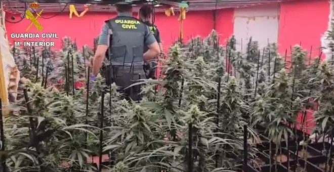 Desmantelan una plantación de marihuana en una vivienda de un pueblo de Toledo