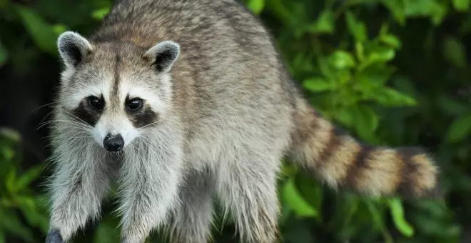 Mapaches: por qué no es buena idea tenerlo como mascota