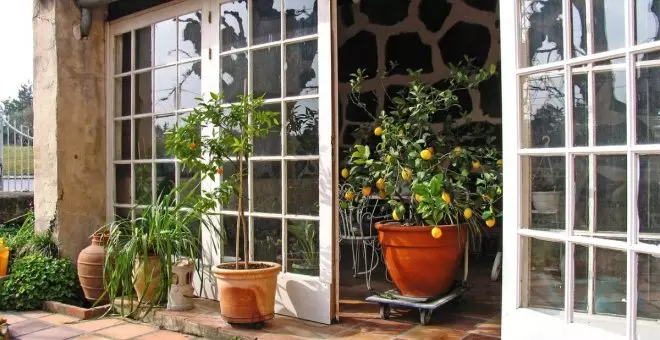 Cómo plantar y cuidar un limonero en maceta