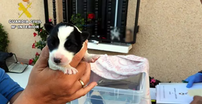 Investigado por abandonar cuatro cachorros en la basura en Santiurde de Toranzo