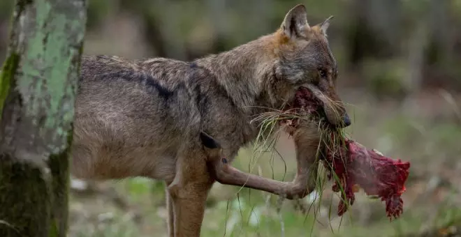 El Gobierno anuncia que pagarán las indemnizaciones pendientes del lobo a partir de la próxima semana