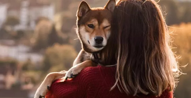 Shiba inu: historia y cuidados de esta raza de perro