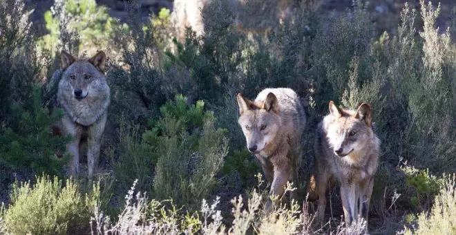 "Decepción" entre los ecologistas por la rebaja de protección al lobo en la UE, que celebran ganaderos y cazadores