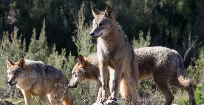 Los socios de la UE respaldan rebajar la protección del lobo con el voto en contra de España