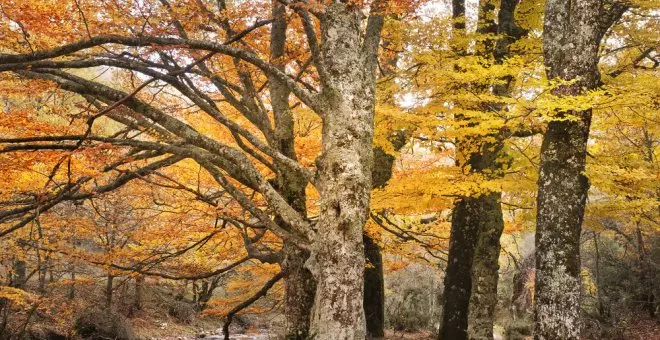 Siete rutas de senderismo cerca de Madrid para dar la bienvenida al otoño