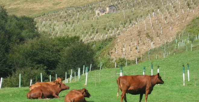 La enfermedad hemorrágica deja 1.716 casos y 232 muertes desde agosto en Cantabria