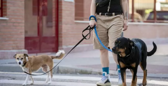 Ya no se pueden vender perros, gatos y hurones en tiendas