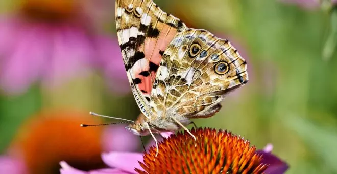 El misterio de las mariposas que volaron miles de kilómetros