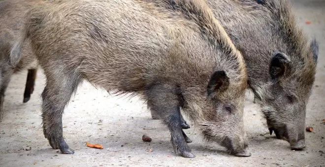 Posos de anarquía - Málaga mata jabalíes a flechazos