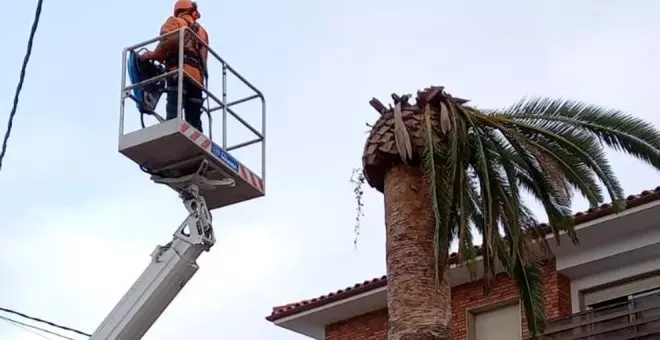 Herido un operario de Carreteras mientras cortaba un árbol en la A-8 en Castro Urdiales