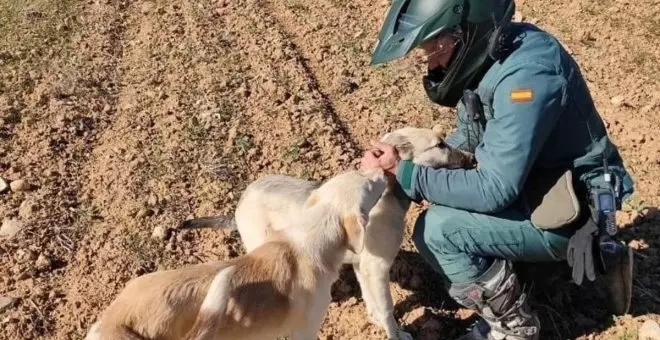 Detenido un vecino de un pueblo de Guadalajara por apalear hasta la muerte a un perro al que había atrapado con un lazo